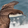 Galapagos Shearwater