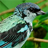 Azure-rumped Tanager