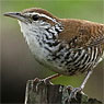 Banded Wren