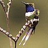 Sparkling-tailed Hummingbird