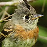 Belted Flycatcher