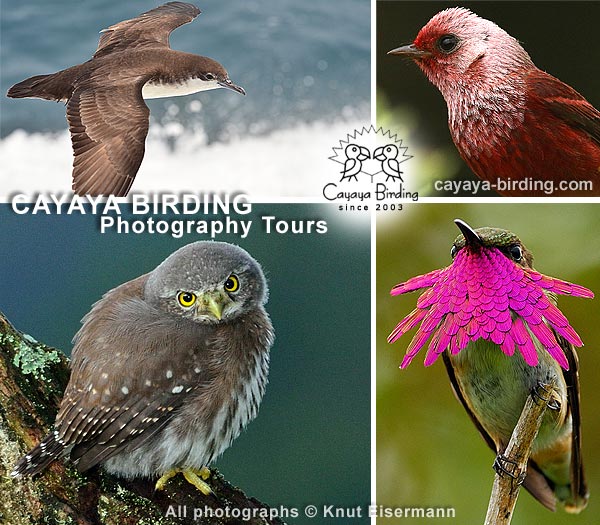 CAYAYA BIRDING bird photography tours in Guatemala