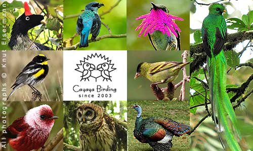 Birds of Guatemala.