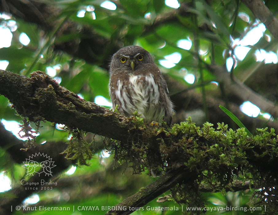 Guatemalan Pygmy-Owl, CAYAYA BIRDING day trips from Antigua Guatemala and Guatemala City