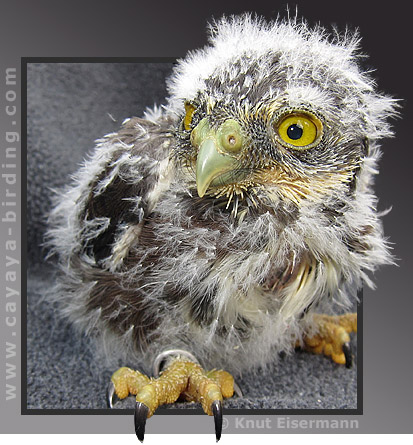 juvenile Guatemalan Pygmy-Owl