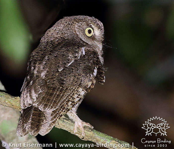 Guatemalan Screech-Owl, CAYAYA BIRDING day tour Tikal