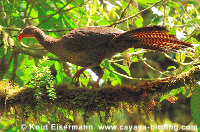 Highland Guan