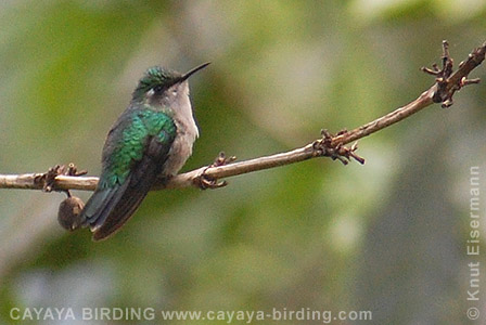 Emerald-chinned Hummingbird