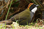 Chestnut-capped Brush-Finch