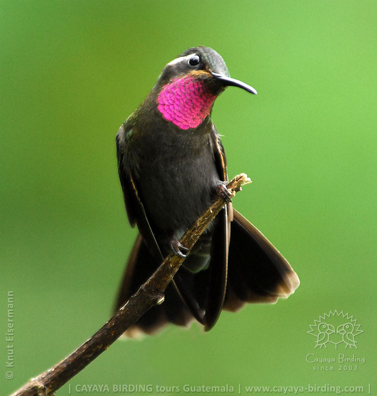 Amethyst-throated Hummingbird