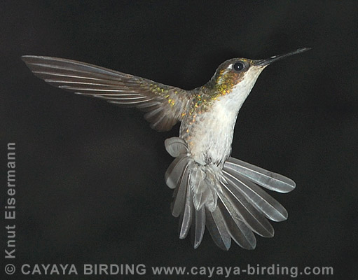 Green-throated Mountain-gem