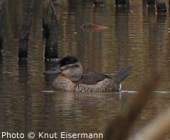 Ruddy Duck 