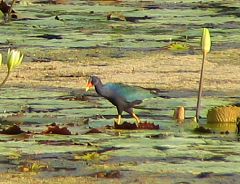 Purple Gallinule