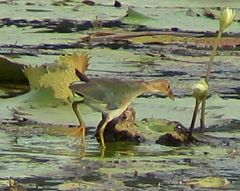 Purple Gallinule