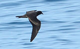 Black Storm-Petrel in Guatemala