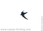 Black Swift in Guatemala