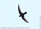 Black Swift in Guatemala