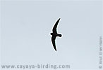 Black Swift in Guatemala