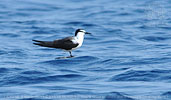 Bridled Tern in Guatemala