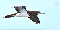 Brown Booby in Guatemala
