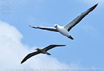 Brown Booby and Nazca Booby in Guatemala