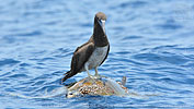 Brown Booby on sea turtle in Guatemala