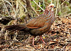 Buffy-crowned Wood-Partridge