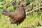 Buffy-crowned Wood-Partridge