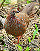 Buffy-crowned Wood-Partridge