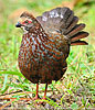 Buffy-crowned Wood-Partridge