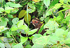 Buffy-crowned Wood-Partridge hiding in scrub