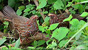Buffy-crowned Wood-Partridges in humid scrub