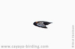 Chestnut-collared-Swift in Guatemala