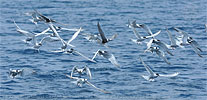 Common Terns with Black Terns in Guatemala