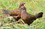 Dendrortyx leucophrys in Guatemala