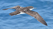 Galapagos Shearwater in Guatemala