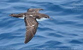 Galapagos Shearwater in Guatemala