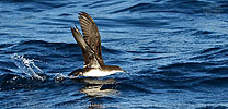 Galapagos Shearwater in Guatemala