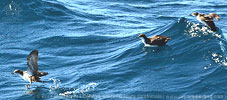 Galapagos Shearwaters in Guatemala