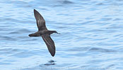 Galapagos Shearwater in Guatemala