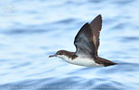 Galapagos Shearwater in Guatemala