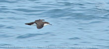 Galapagos Shearwater in Guatemala