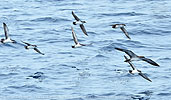 Galapagos Shearwaters with Wedge-tailed Shearwater in Guatemala