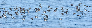 flock of Galapagos Shearwaters in Guatemala