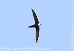 Great Swallow-tailed Swift in Guatemala