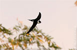 Lesser Swallow-tailed Swift in Guatemala