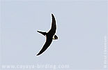 Lesser Swallow-tailed Swift in Guatemala