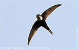 Lesser Swallow-tailed Swift in Guatemala