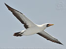 adult Nazca Booby in Guatemala