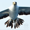 adult Nazca Booby in Guatemala